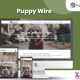 Puppy-Wire - website development in junagadh